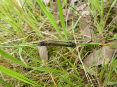 Uresiphita ornithopteralis
