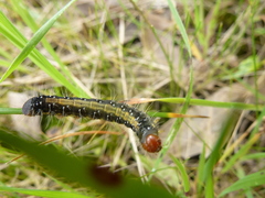 Uresiphita ornithopteralis