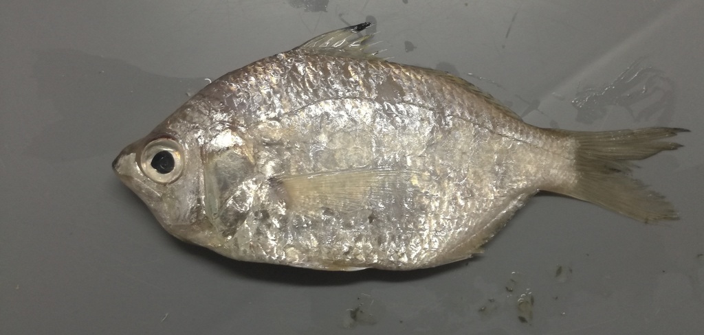 Golden Mojarra