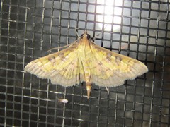 Diacme elealis