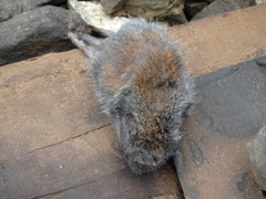 Craseomys rufocanus