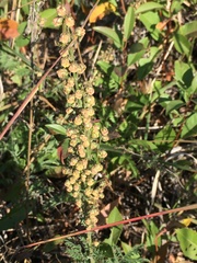 Artemisia latifolia
