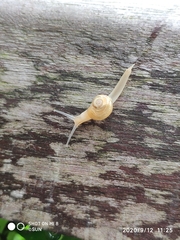 Helicarion perfragilis