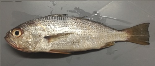 Pacific drum (Larimus pacificus) — Sciaenidae — 4