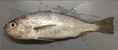 Larimus pacificus