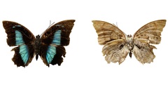 Archaeoprepona demophon centralis