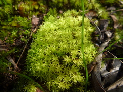 Leptodontium paradoxum