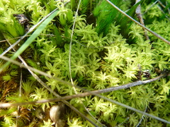 Leptodontium paradoxum