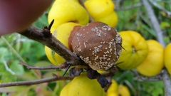 Monilinia