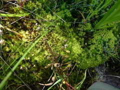 Leptodontium paradoxum