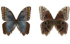 Morpho helenor narcissus