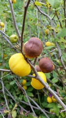 Monilinia