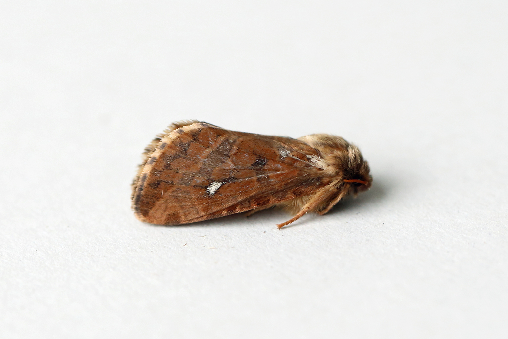 Map-winged Swift