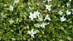 Arenaria oresbia