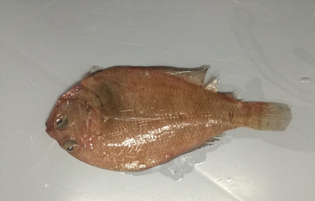 Beach flounder (Syacium latifrons) — Paralichthyidae