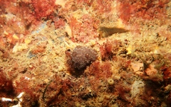Aplousobranchia