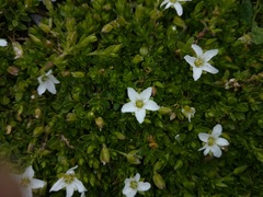 Arenaria oresbia