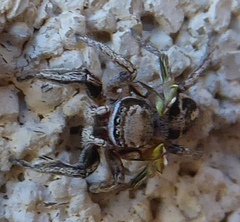 Habronattus cuspidatus