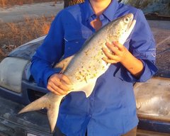 Fourfinger Threadfin photo 5