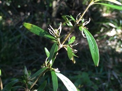 Coprosma ×cunninghamii