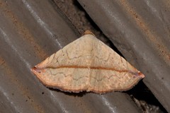 Eublemma perversicolor