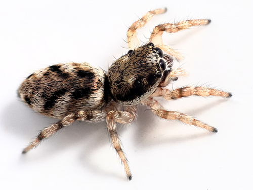 Narrow-banded Zebra Spider