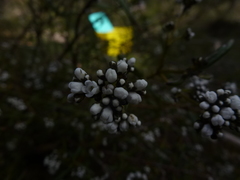 Logania recurva