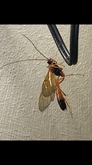 Ctenopelmatinae