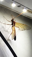 Ctenopelmatinae