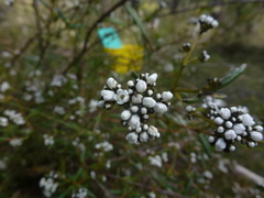 Logania recurva