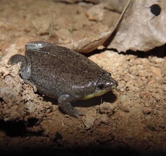 Elachistocleis muiraquitan
