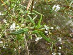 Logania recurva