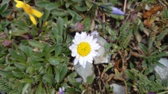 Astranthium beamanii