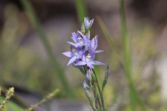 Thelymitra arenaria