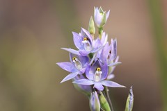 Thelymitra arenaria