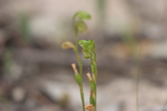 Pterostylis mutica
