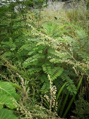 Gampsocleis gratiosa