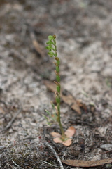 Pterostylis mutica
