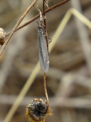 Brachynemurus
