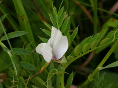 Vicia lutea