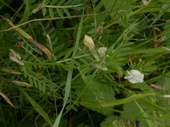 Vicia lutea