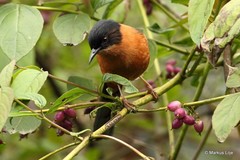 Heterophasia capistrata