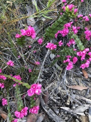 Boronia serrulata