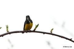 Dicaeum melanozanthum