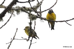 Mycerobas melanozanthos