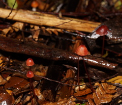 Mycena toyerlaricola