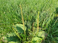Plantago major