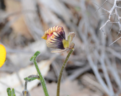 Isotropis cuneifolia