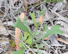 Isotropis cuneifolia