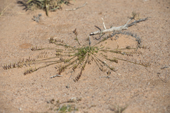 Eragrostis dielsii